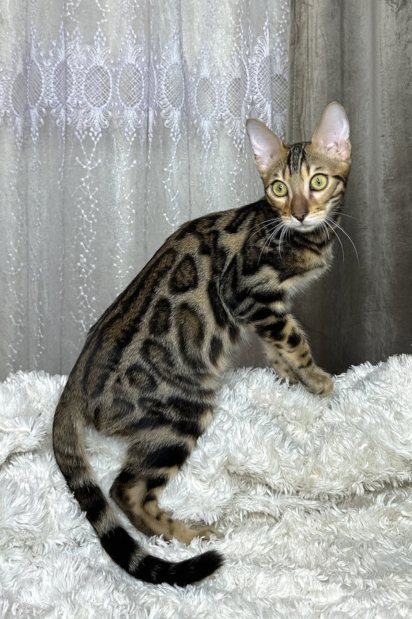 Ronaldo | Bengal Kitten