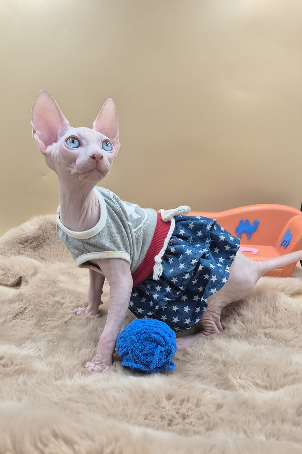 Rose | Canadian Sphynx Kitten