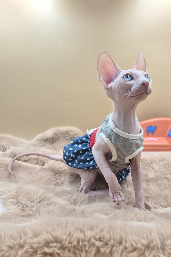 Rose | Canadian Sphynx Kitten