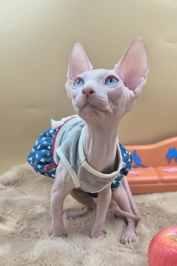 Rose | Canadian Sphynx Kitten