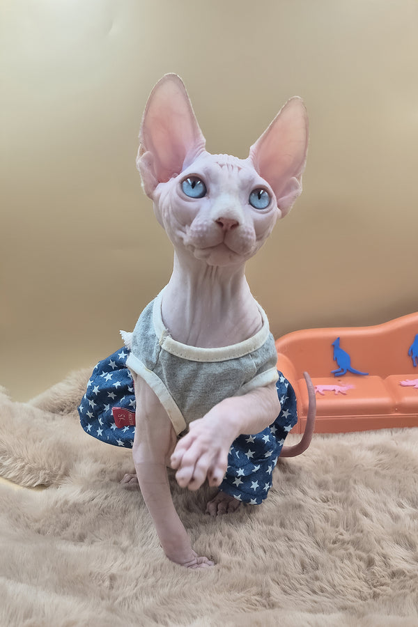 Rose | Canadian Sphynx Kitten
