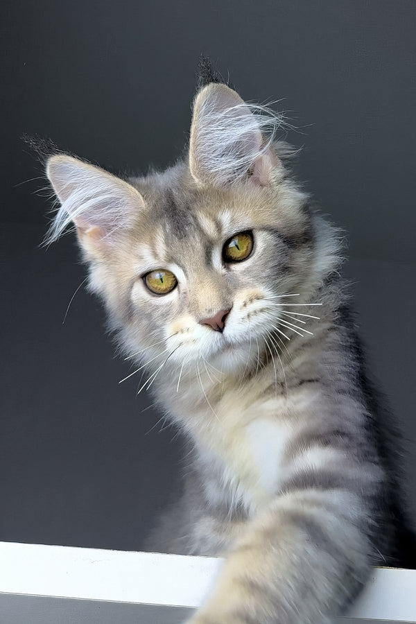 Rosie | Polydactyl Golden Maine Coon Kitten