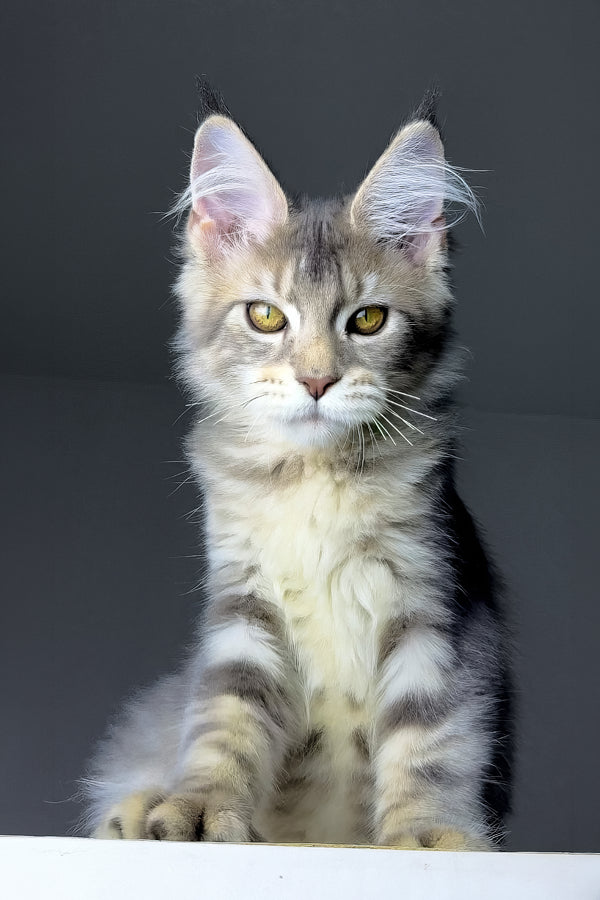 Rosie | Polydactyl Golden Maine Coon Kitten