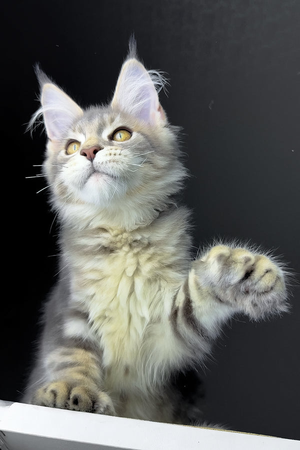 Rosie | Polydactyl Golden Maine Coon Kitten