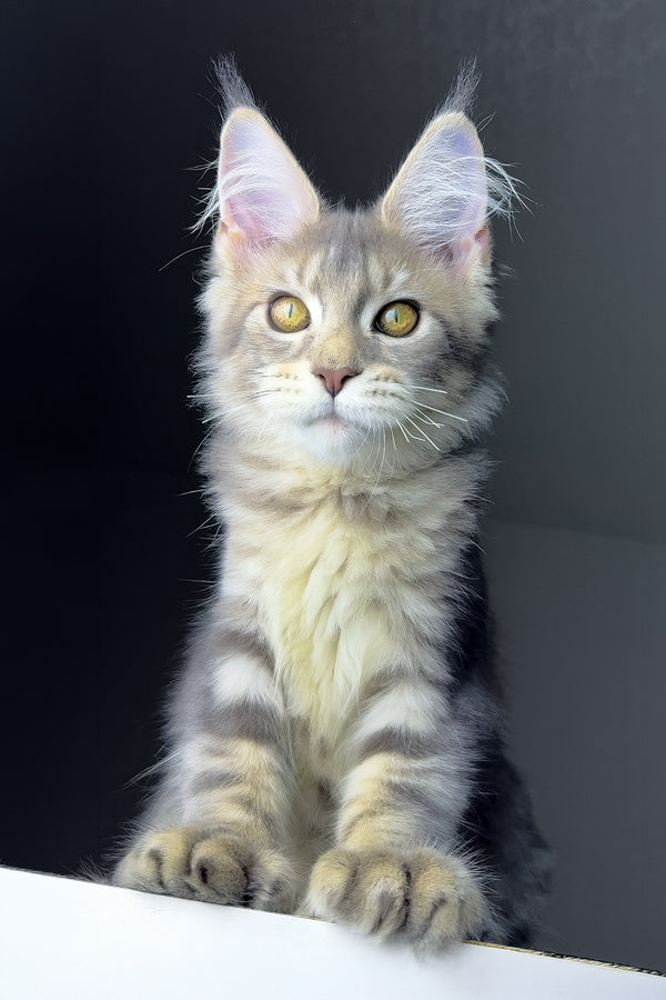 Rosie | Polydactyl Golden Maine Coon Kitten