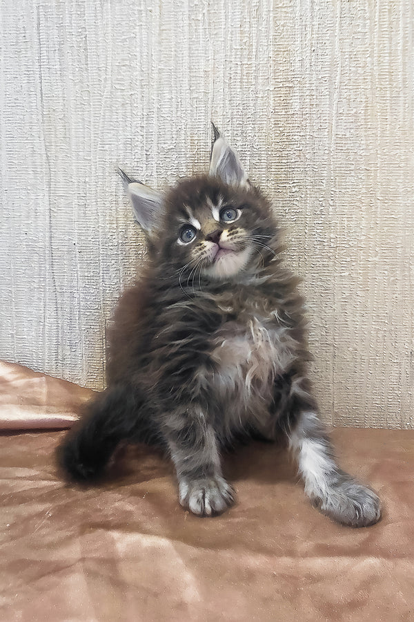 Roxy | Maine Coon Kitten