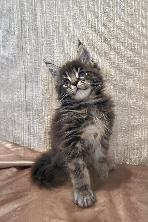 Roxy | Maine Coon Kitten