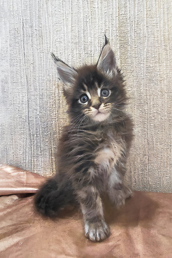 Roxy | Maine Coon Kitten