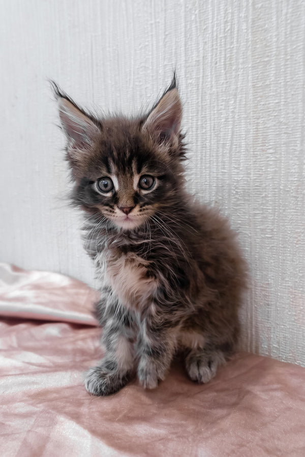 Roxy | Maine Coon Kitten