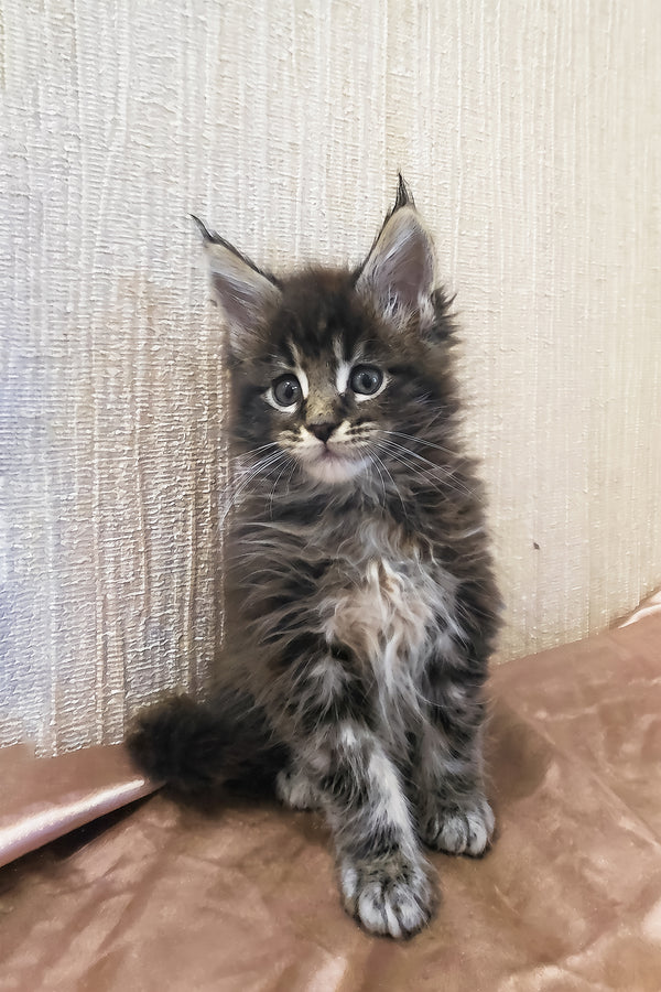 Roxy | Maine Coon Kitten