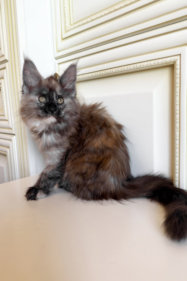Rose | Maine Coon Kitten