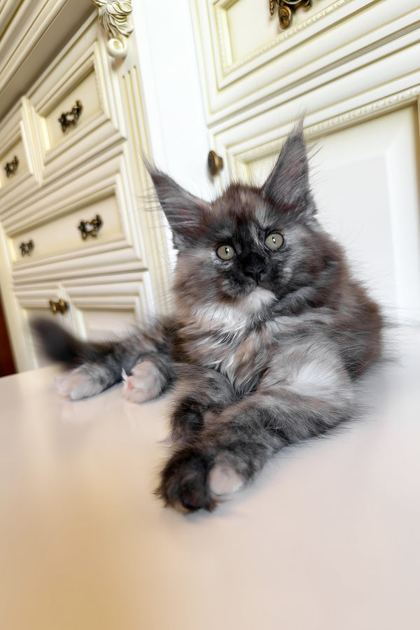 Rose | Maine Coon Kitten