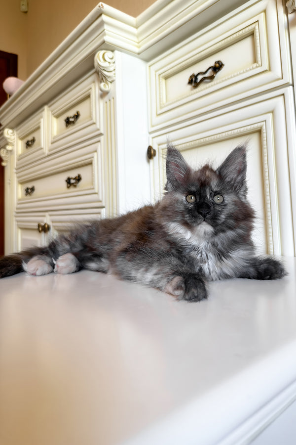 Rose | Maine Coon Kitten