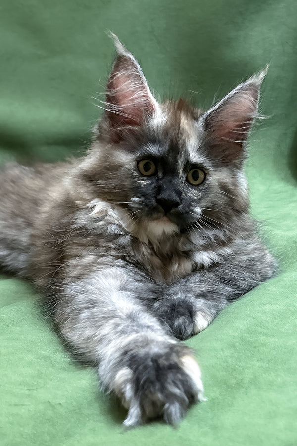 Rose | Maine Coon Kitten