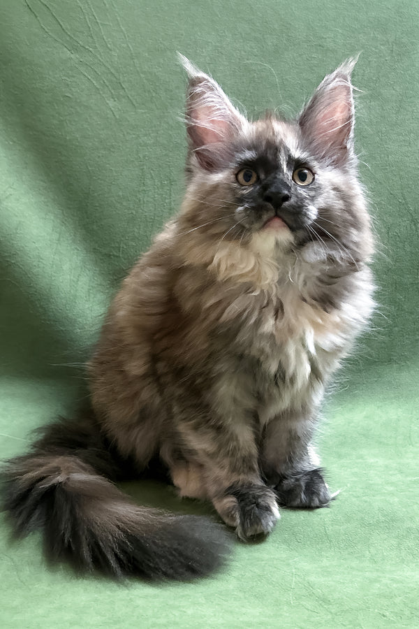 Rose | Maine Coon Kitten