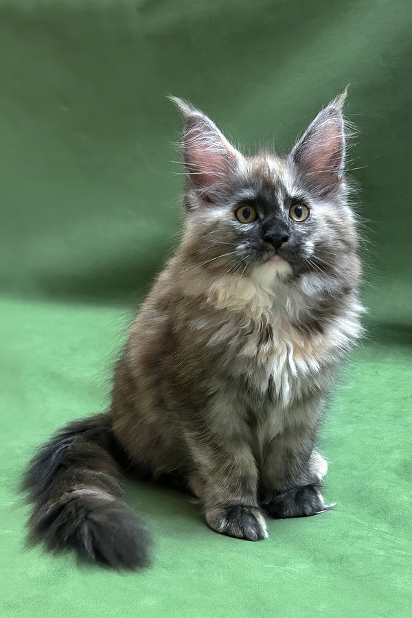 Rose | Maine Coon Kitten