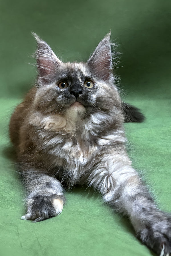 Rose | Maine Coon Kitten