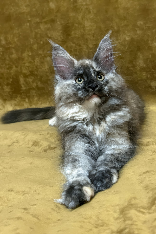 Rose | Maine Coon Kitten
