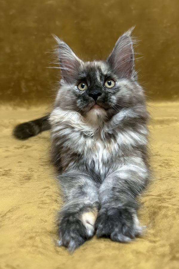 Rose | Maine Coon Kitten