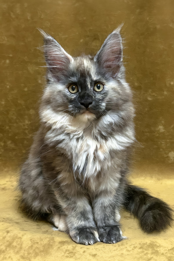 Rose | Maine Coon Kitten