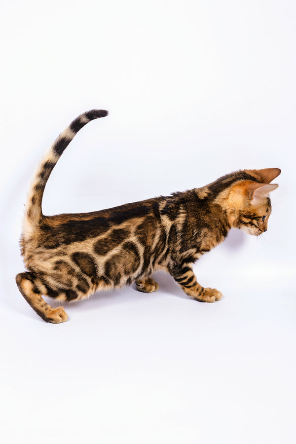 Roy | Bengal Kitten