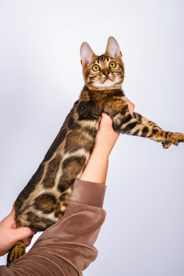 Roy | Bengal Kitten