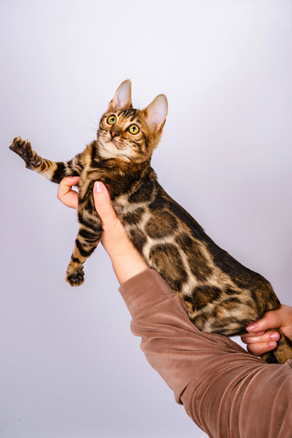 Roy | Bengal Kitten