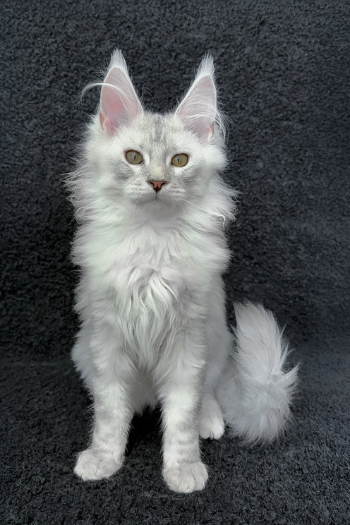 Roza | Maine Coon Kitten