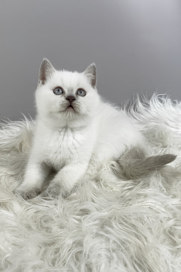 Rozi | British Shorthair Kitten