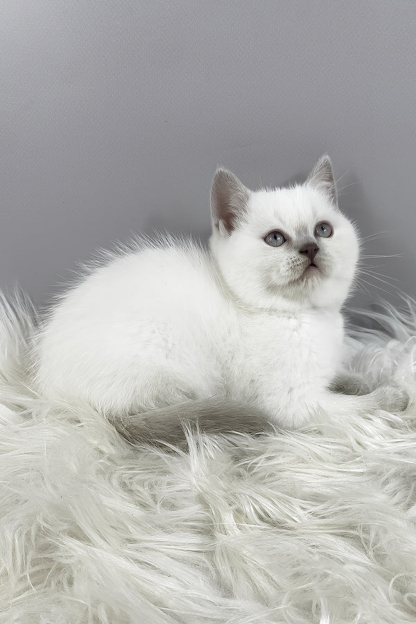 Rozi | British Shorthair Kitten