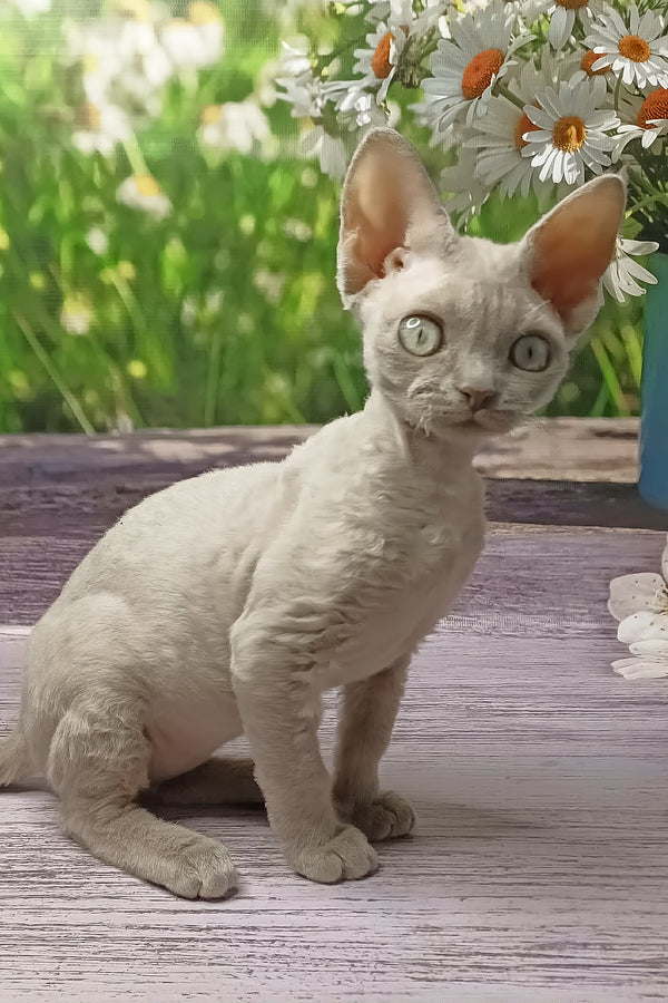 Rozzi | Devon Rex Kitten