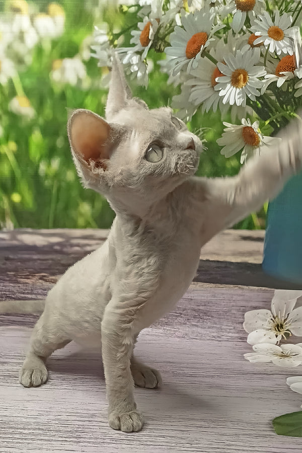 Rozzi | Devon Rex Kitten