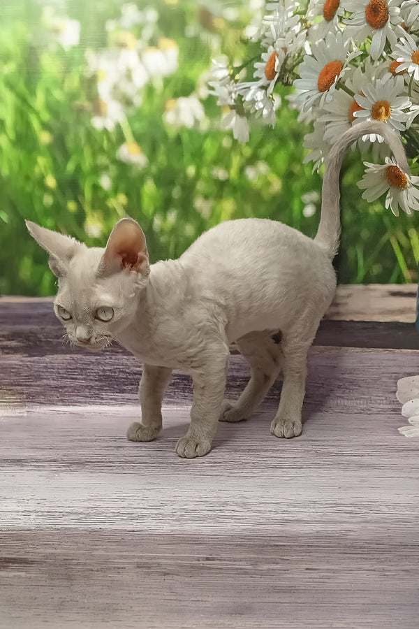 Rozzi | Devon Rex Kitten