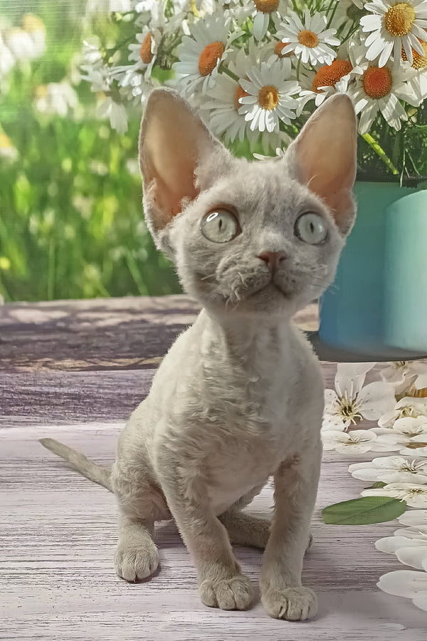 Rozzi | Devon Rex Kitten