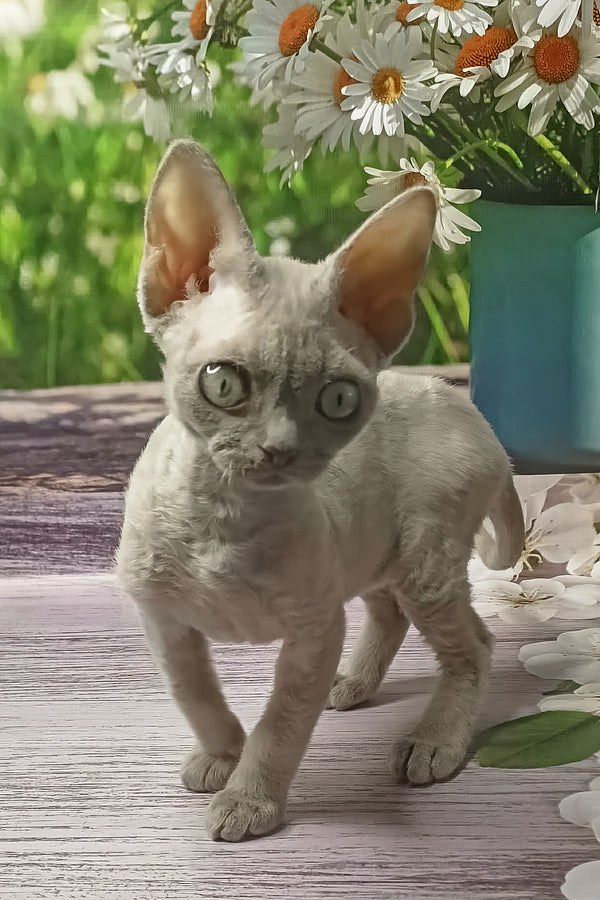 Rozzi | Devon Rex Kitten