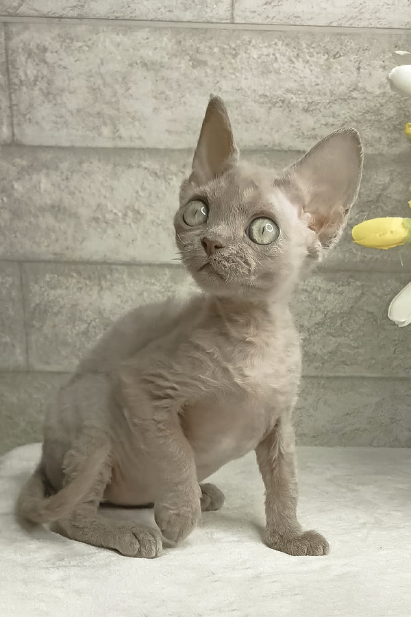 Rozzi | Devon Rex Kitten