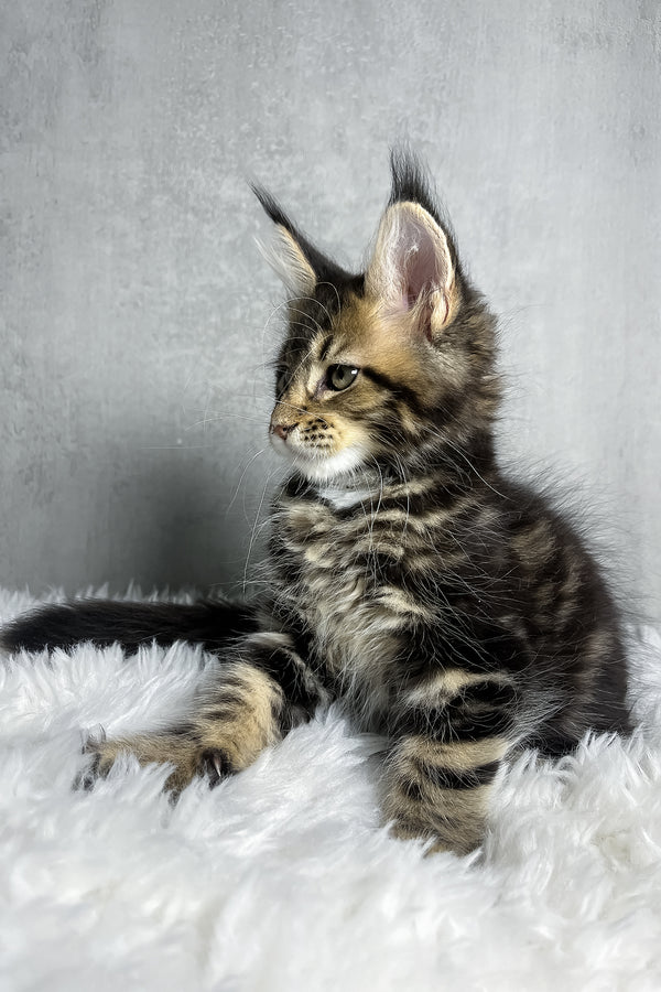 Runa | Maine Coon Kitten
