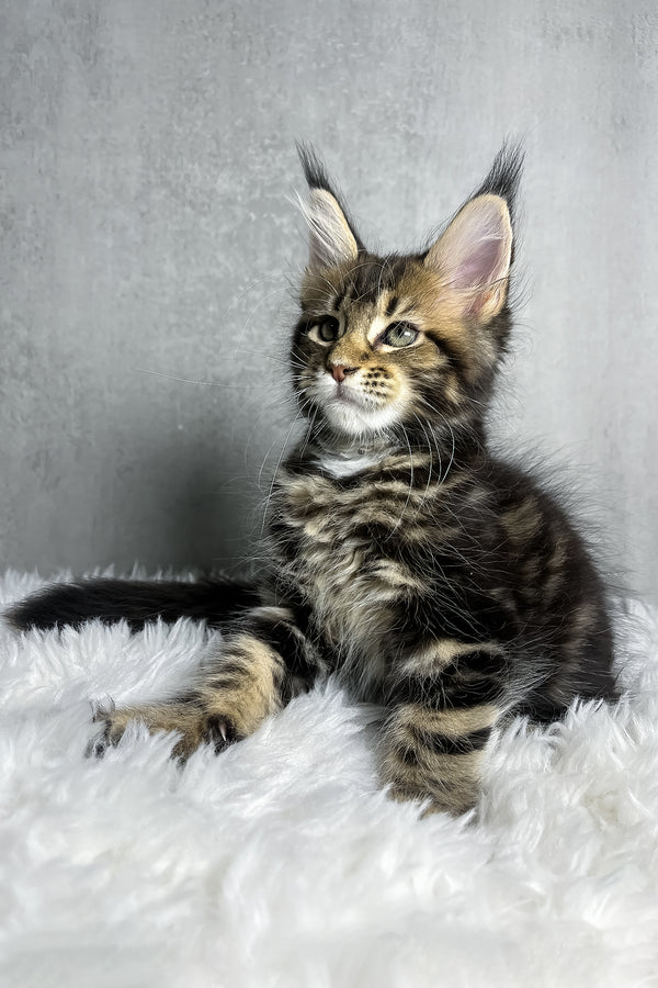 Runa | Maine Coon Kitten