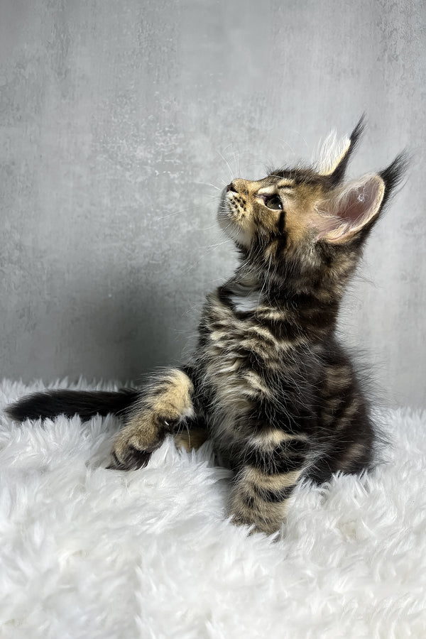 Runa | Maine Coon Kitten