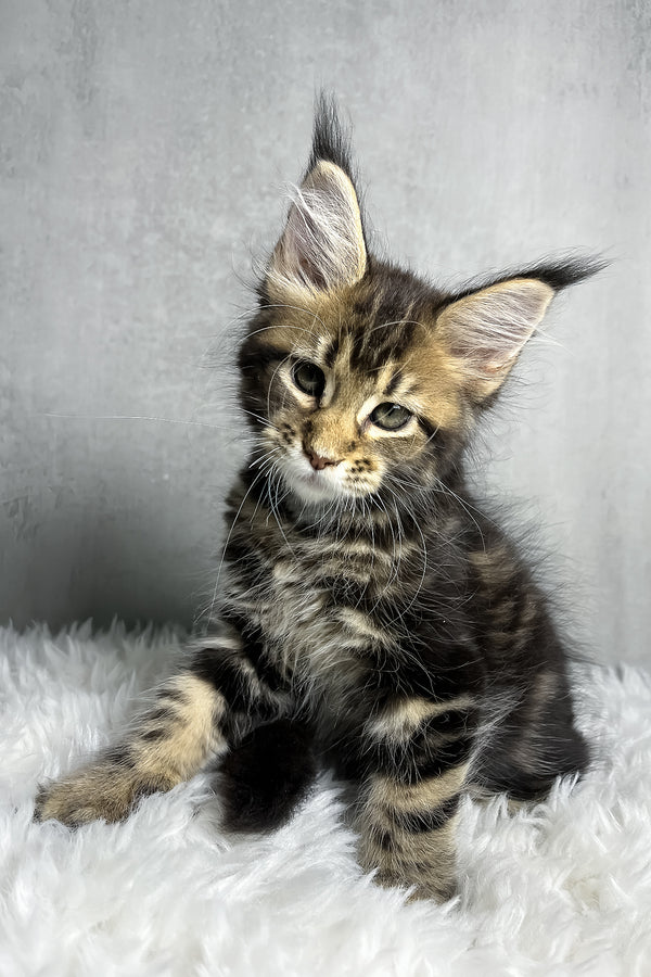 Runa | Maine Coon Kitten