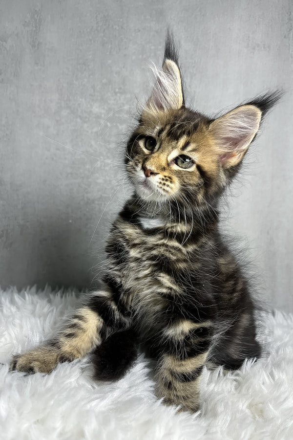 Runa | Maine Coon Kitten