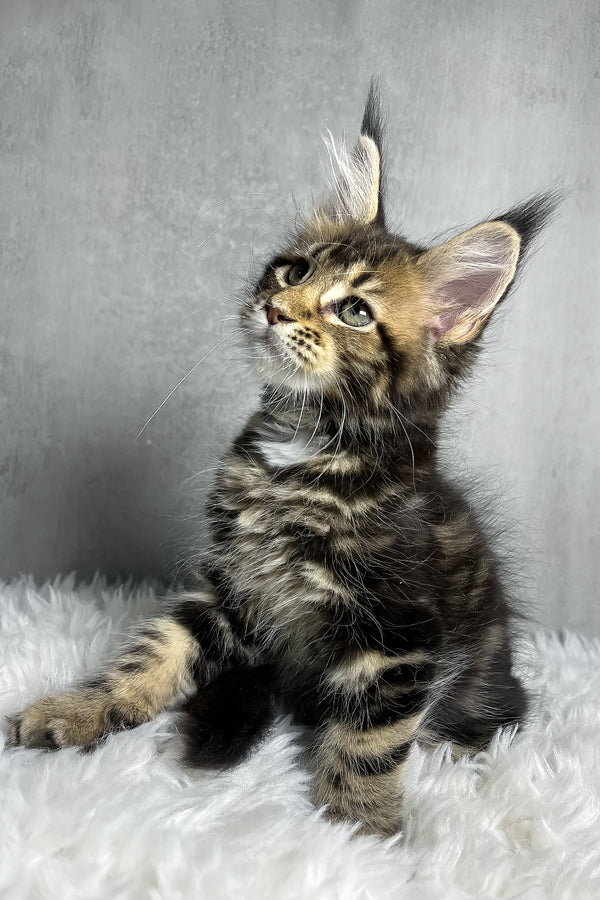 Runa | Maine Coon Kitten