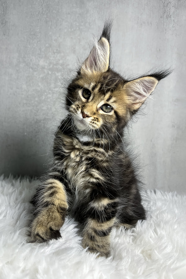 Runa | Maine Coon Kitten