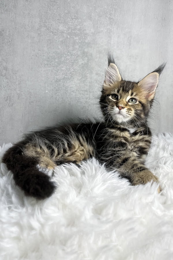 Runa | Maine Coon Kitten