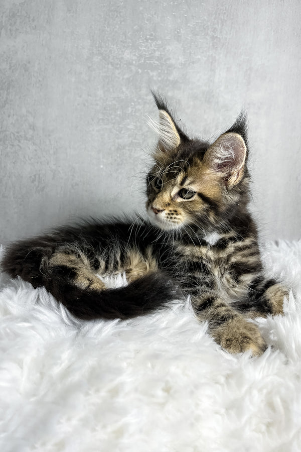 Runa | Maine Coon Kitten
