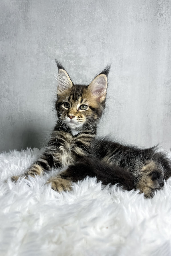 Runa | Maine Coon Kitten
