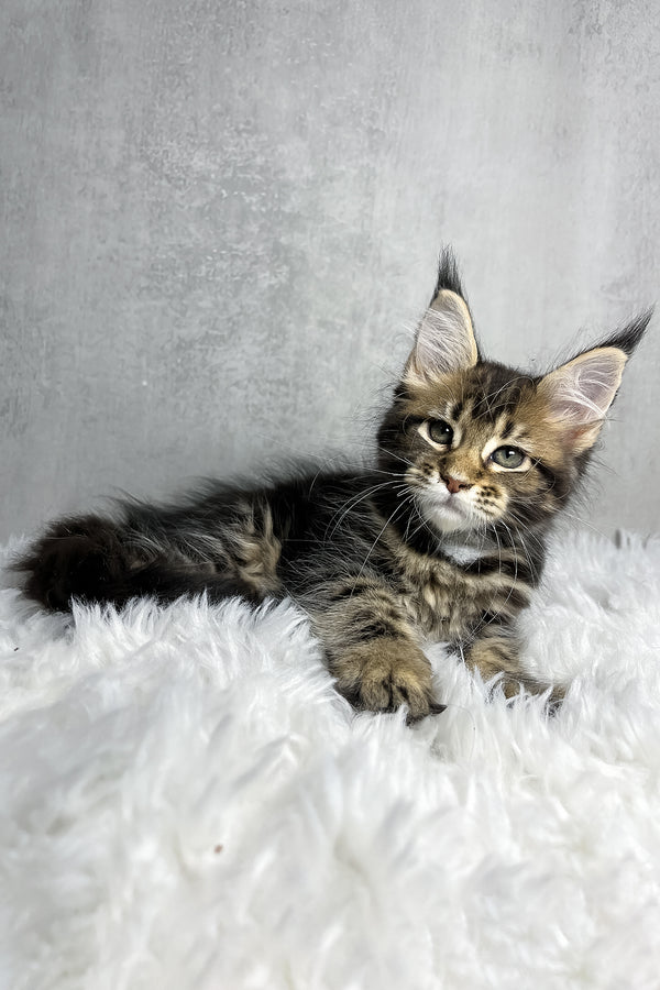 Runa | Maine Coon Kitten