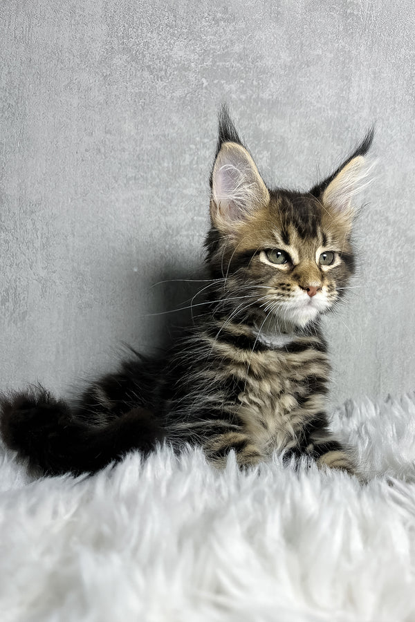 Runa | Maine Coon Kitten