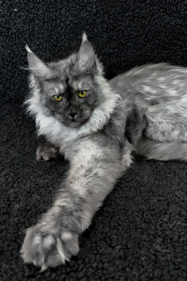 Ryna | Maine Coon Kitten
