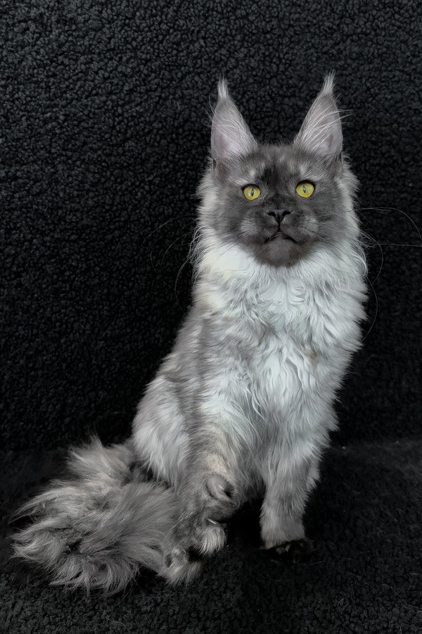Ryna | Maine Coon Kitten
